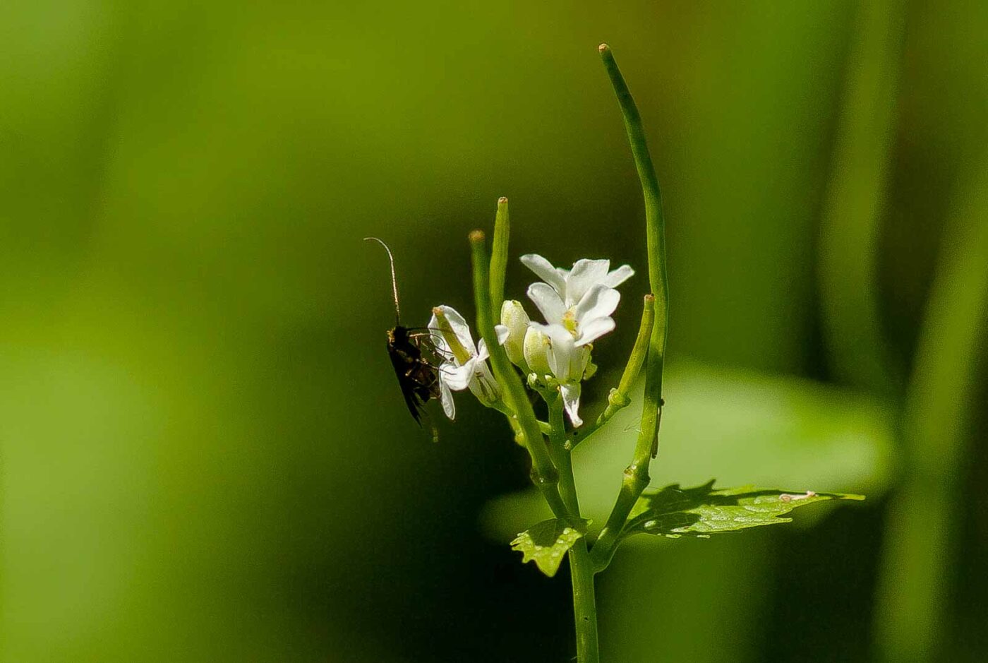 2017-05-16 - NSG Brandheide Recklinghausen