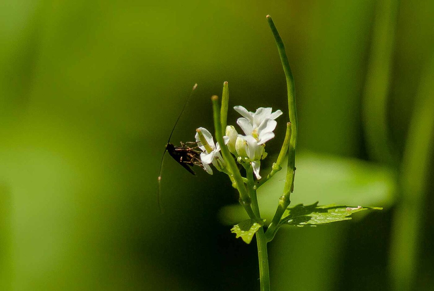 2017-05-16 - NSG Brandheide Recklinghausen