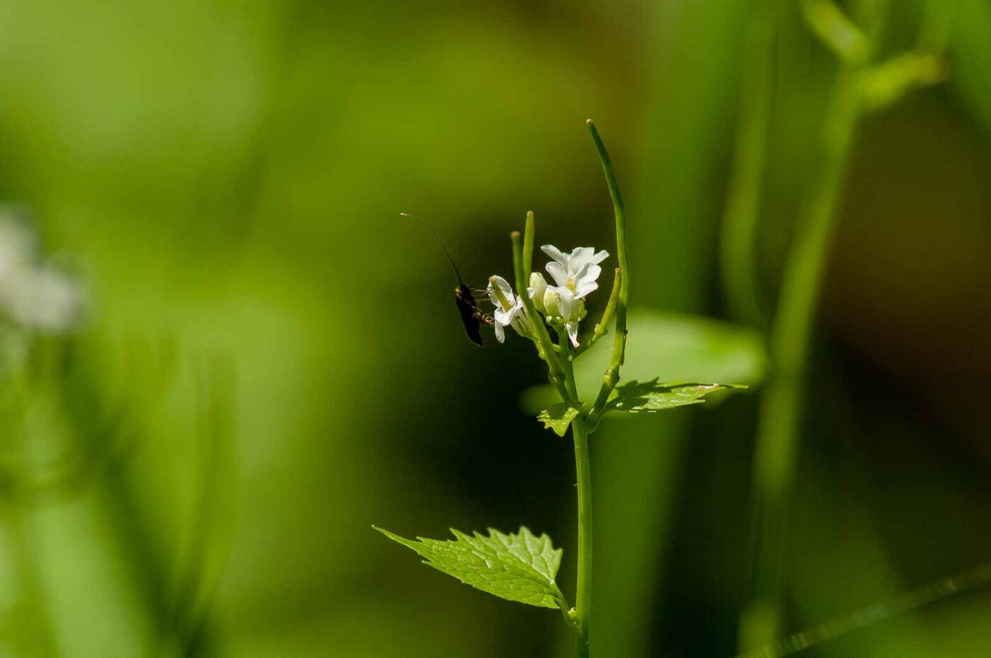 2017-05-16 - NSG Brandheide Recklinghausen