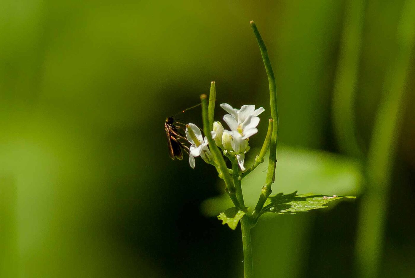 2017-05-16 - NSG Brandheide Recklinghausen