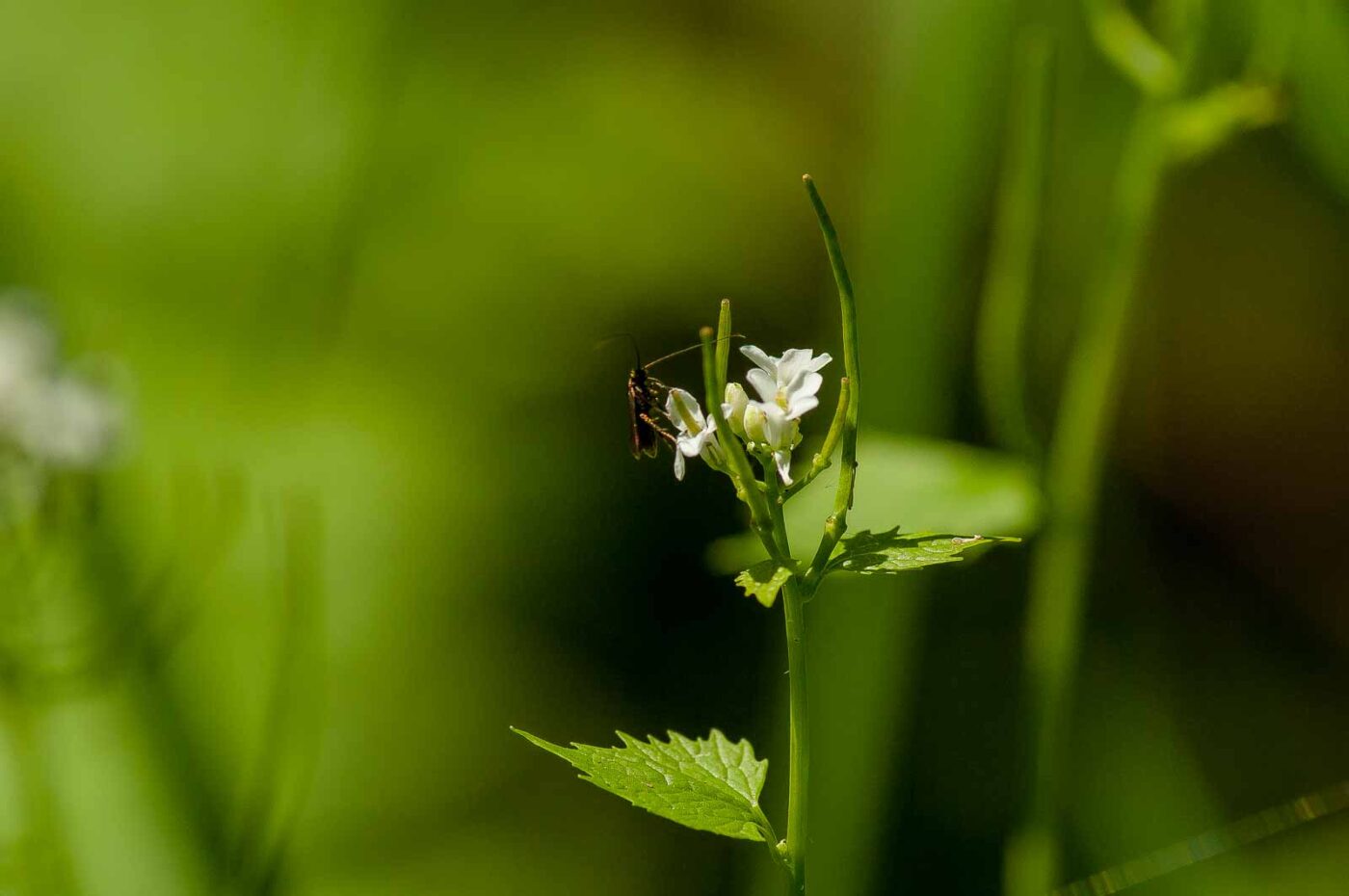 2017-05-16 - NSG Brandheide Recklinghausen