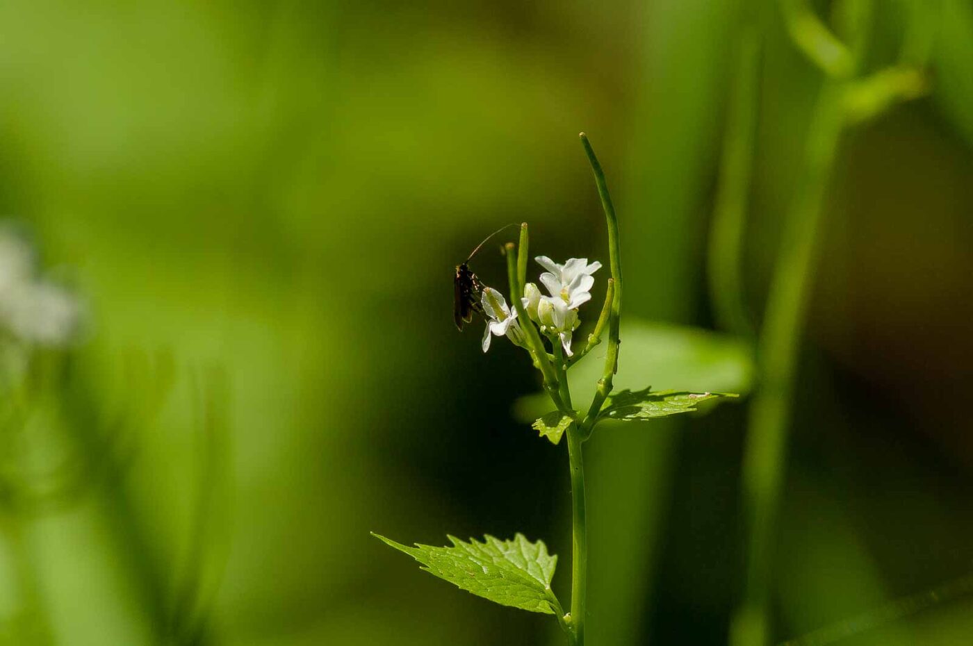 2017-05-16 - NSG Brandheide Recklinghausen
