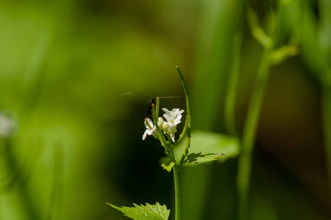 2017-05-16 - NSG Brandheide Recklinghausen