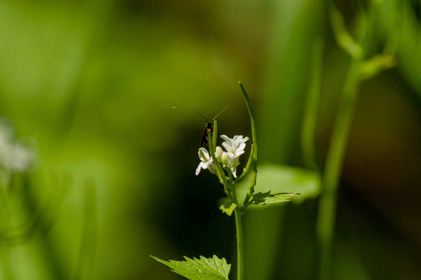 2017-05-16 - NSG Brandheide Recklinghausen