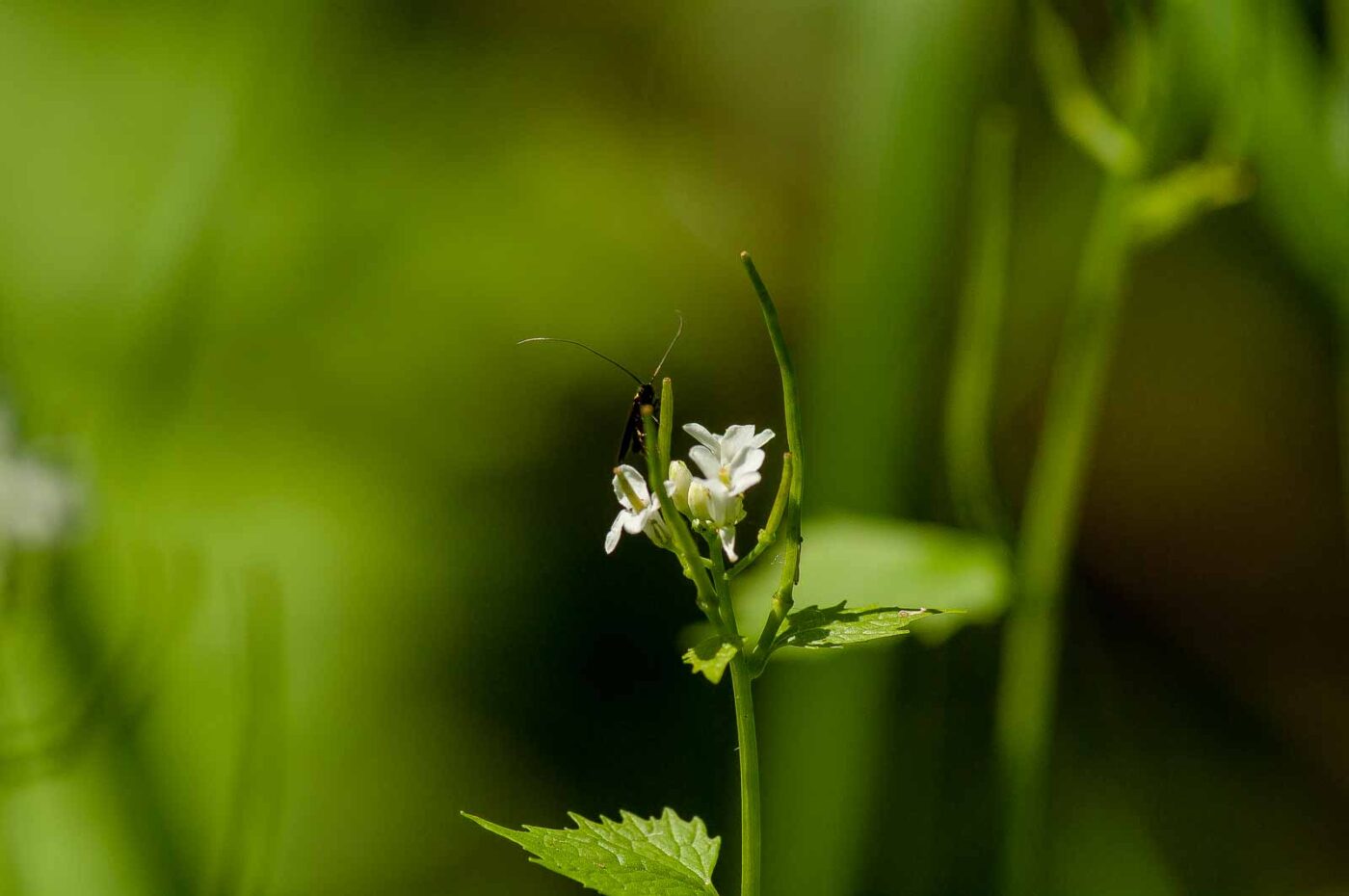 2017-05-16 - NSG Brandheide Recklinghausen