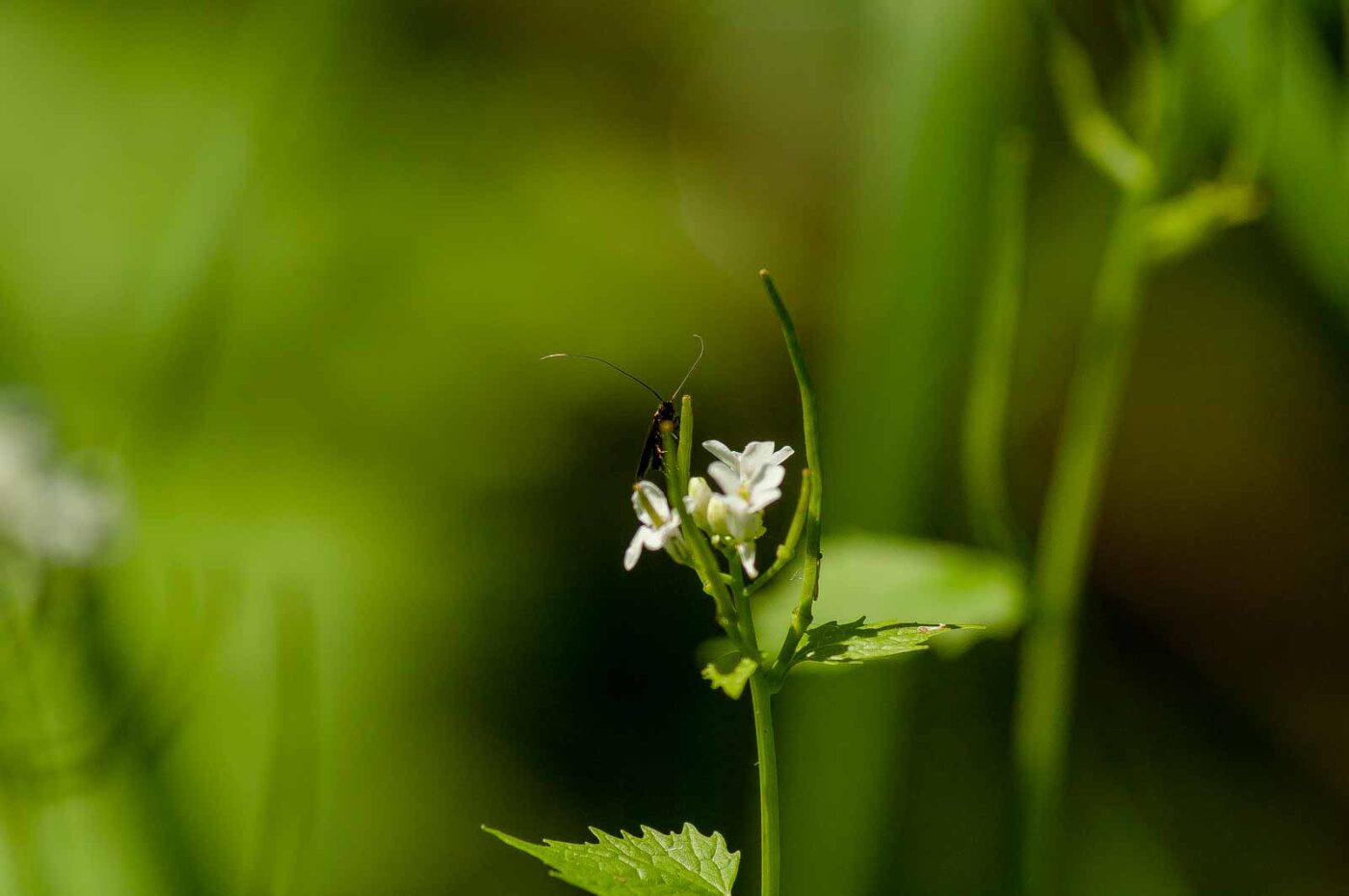 2017-05-16 - NSG Brandheide Recklinghausen