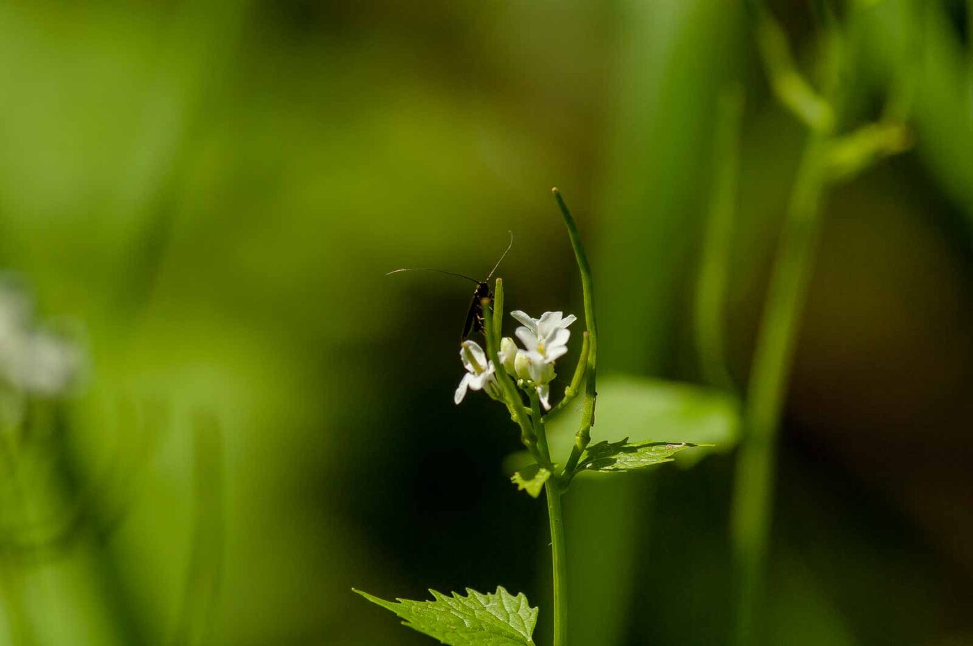 2017-05-16 - NSG Brandheide Recklinghausen