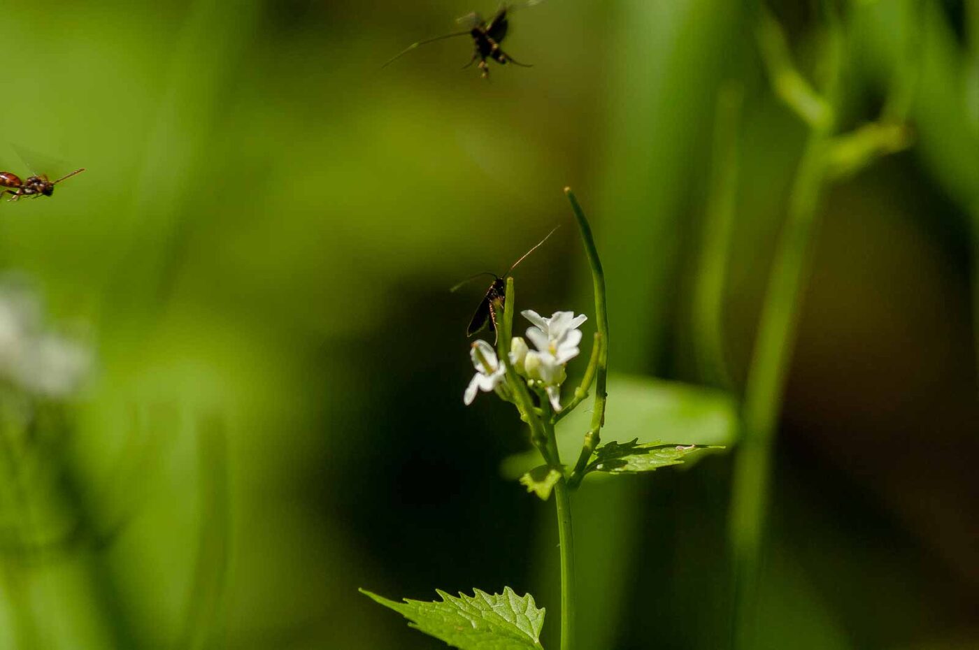 2017-05-16 - NSG Brandheide Recklinghausen