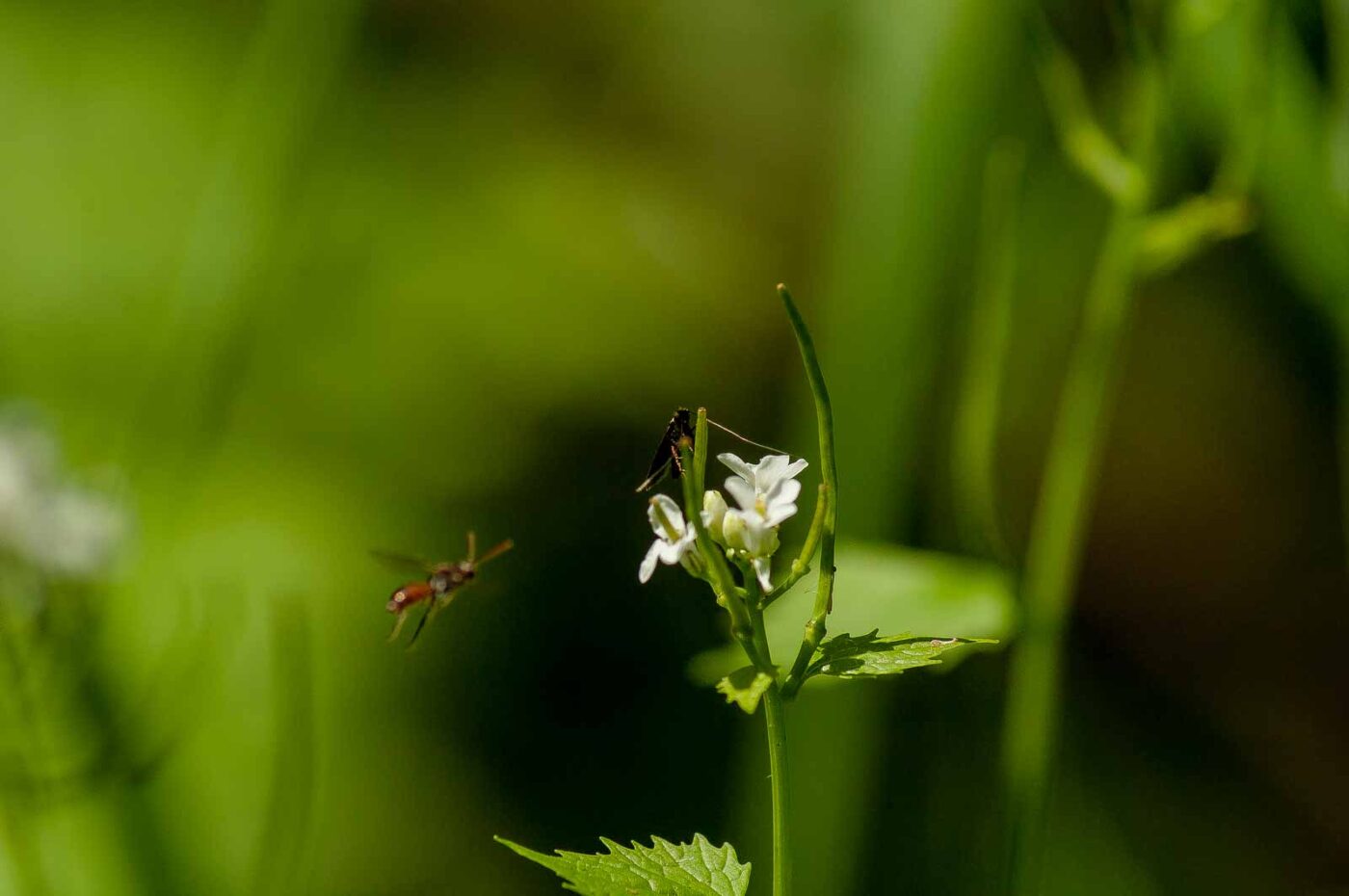 2017-05-16 - NSG Brandheide Recklinghausen