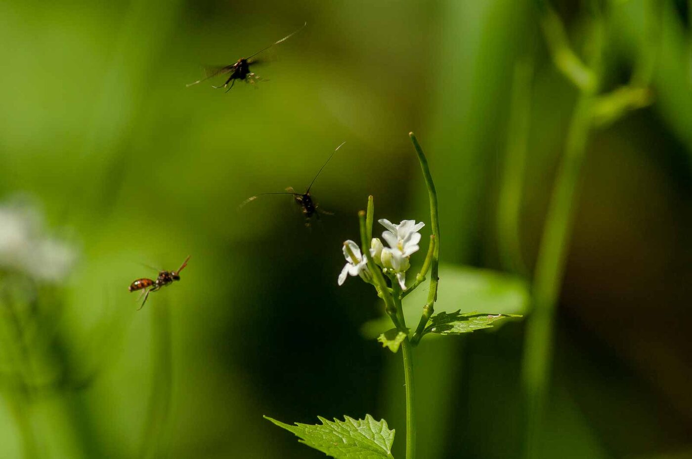 2017-05-16 - NSG Brandheide Recklinghausen