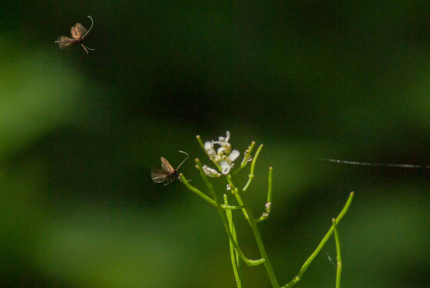 2017-05-16 - NSG Brandheide Recklinghausen