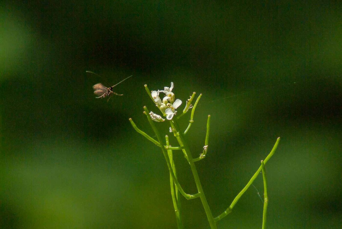 2017-05-16 - NSG Brandheide Recklinghausen