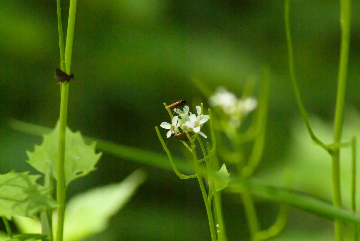 2017-05-16 - NSG Brandheide Recklinghausen