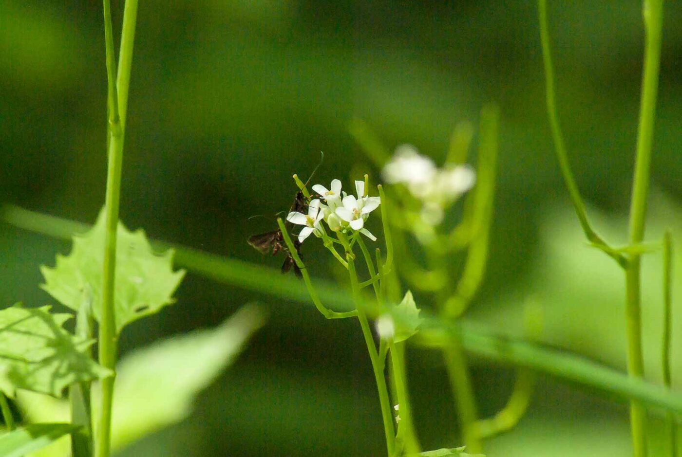 2017-05-16 - NSG Brandheide Recklinghausen