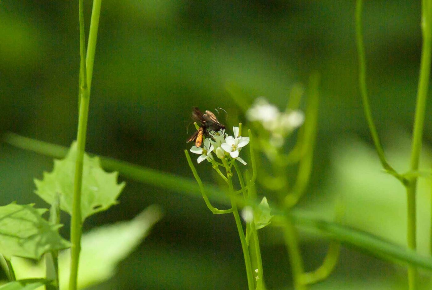 2017-05-16 - NSG Brandheide Recklinghausen