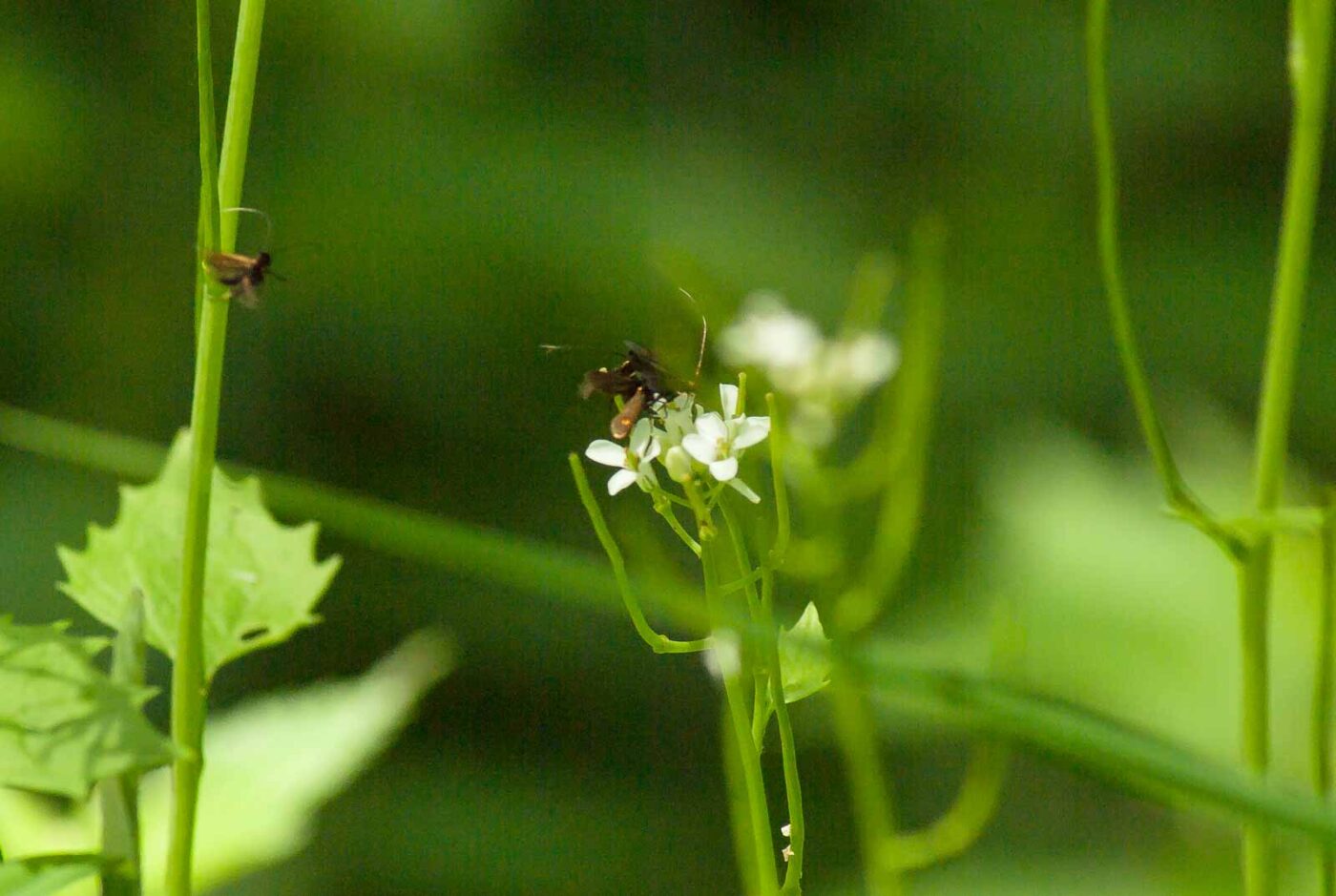 2017-05-16 - NSG Brandheide Recklinghausen
