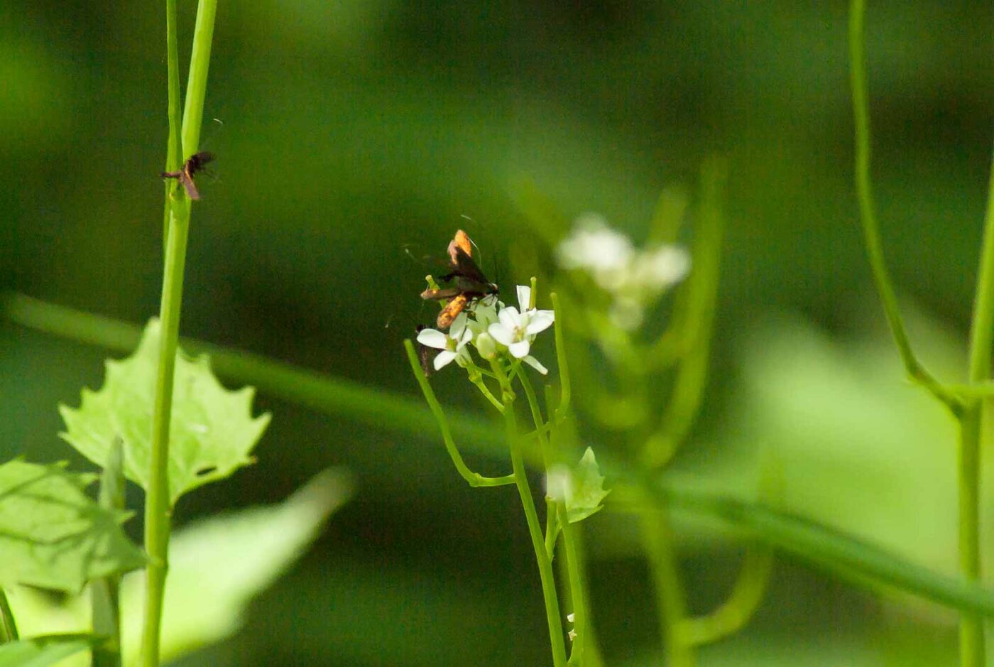 2017-05-16 - NSG Brandheide Recklinghausen