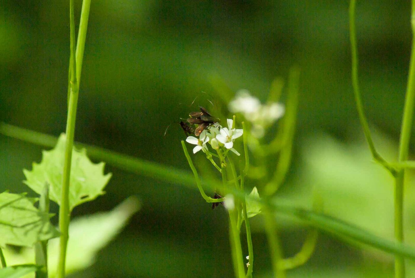 2017-05-16 - NSG Brandheide Recklinghausen