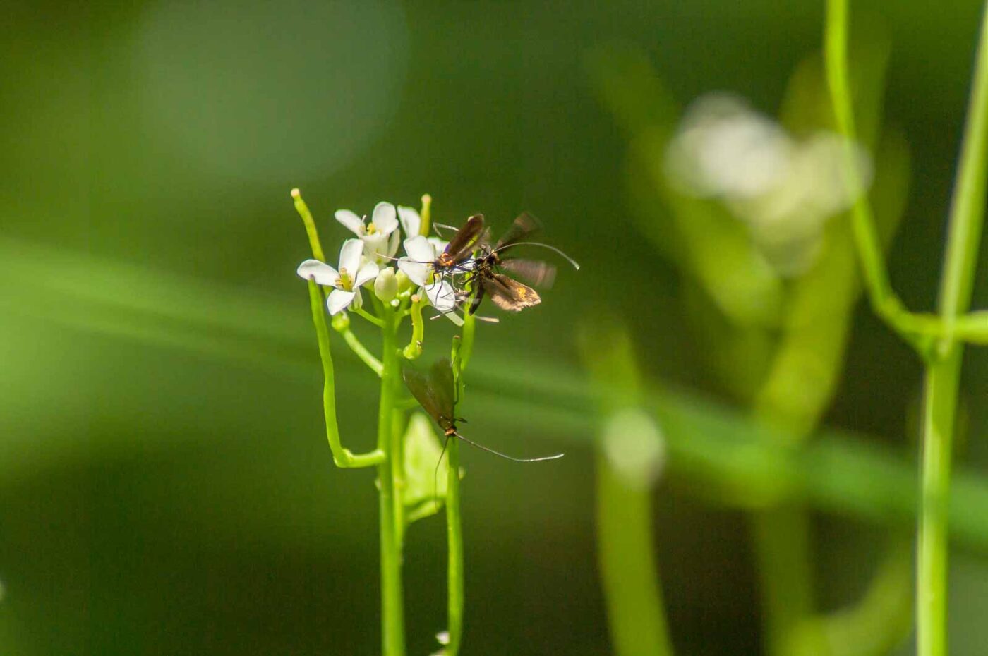 2017-05-16 - NSG Brandheide Recklinghausen