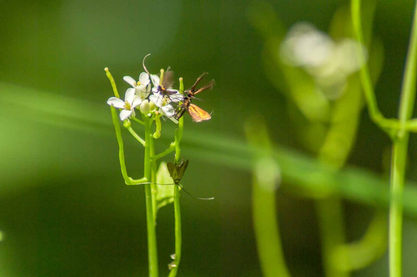 2017-05-16 - NSG Brandheide Recklinghausen