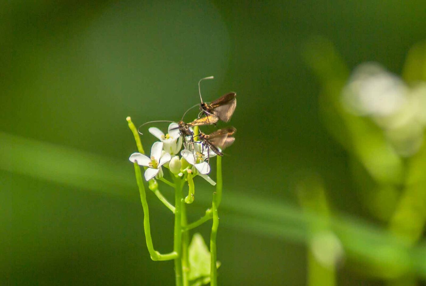 2017-05-16 - NSG Brandheide Recklinghausen