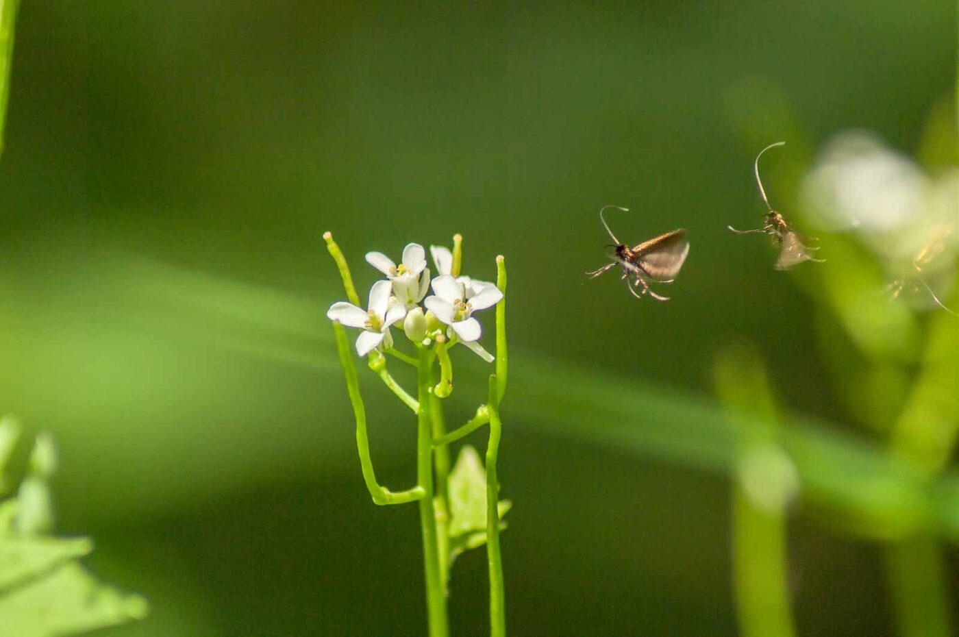 2017-05-16 - NSG Brandheide Recklinghausen