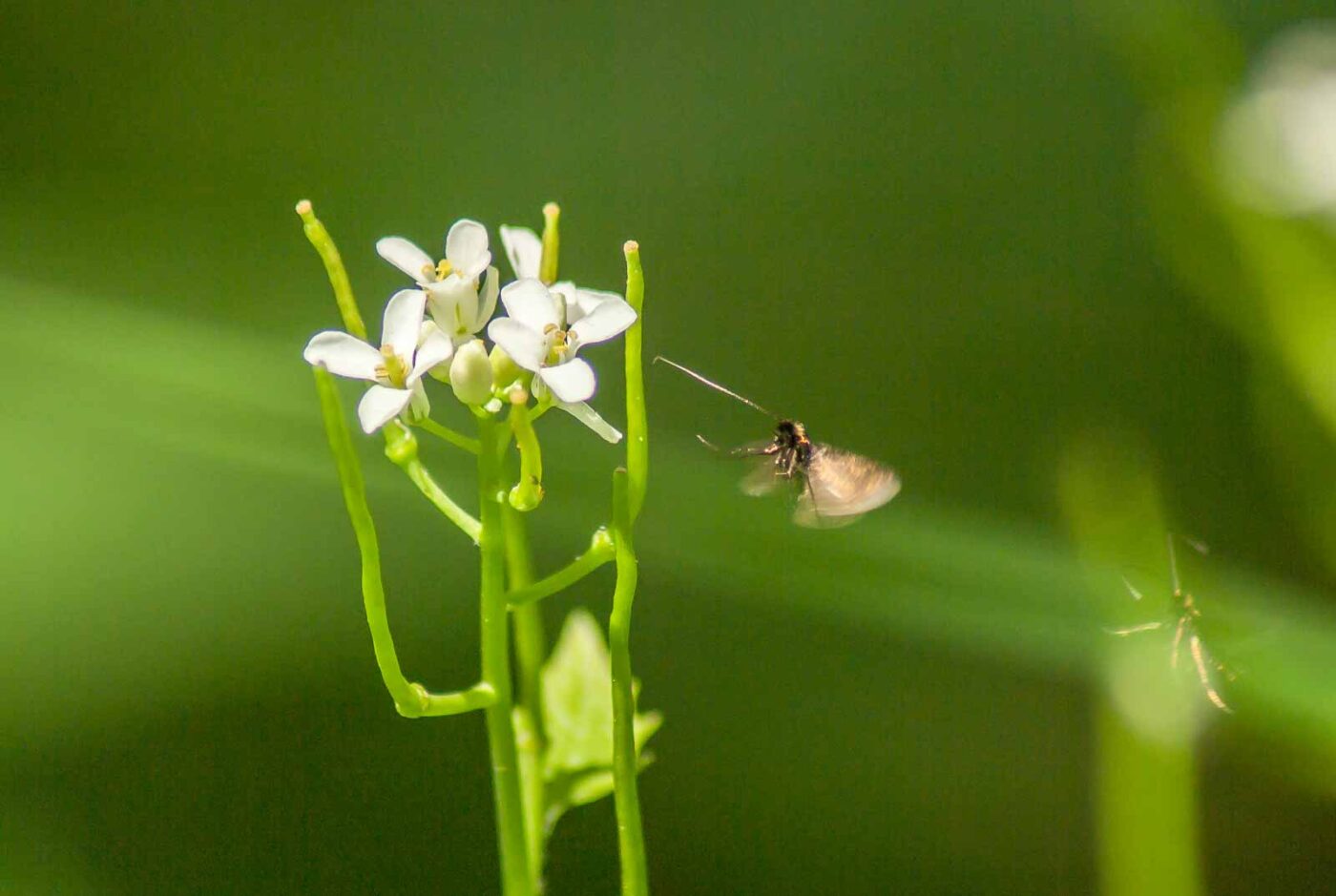 2017-05-16 - NSG Brandheide Recklinghausen