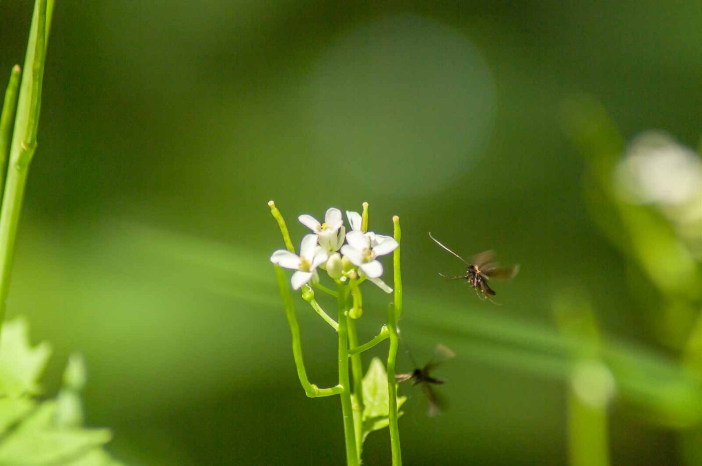2017-05-16 - NSG Brandheide Recklinghausen