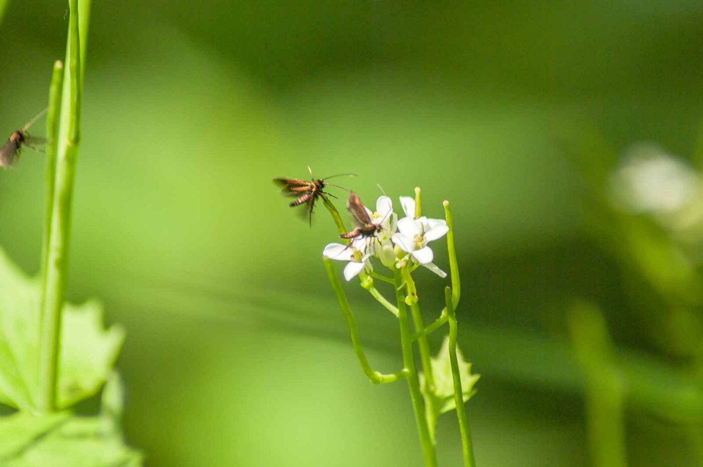 2017-05-16 - NSG Brandheide Recklinghausen