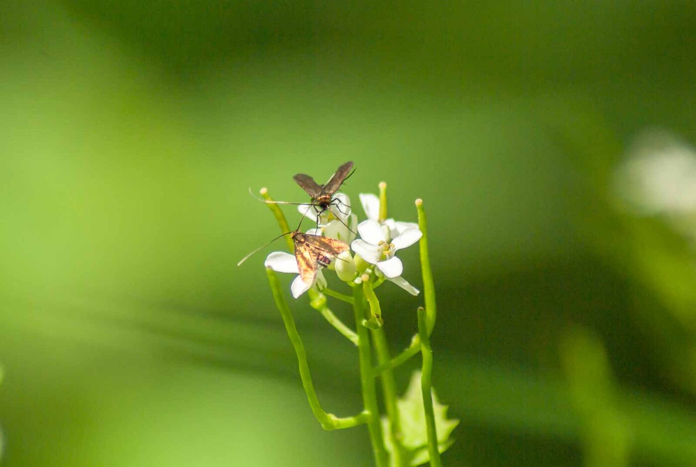 2017-05-16 - NSG Brandheide Recklinghausen