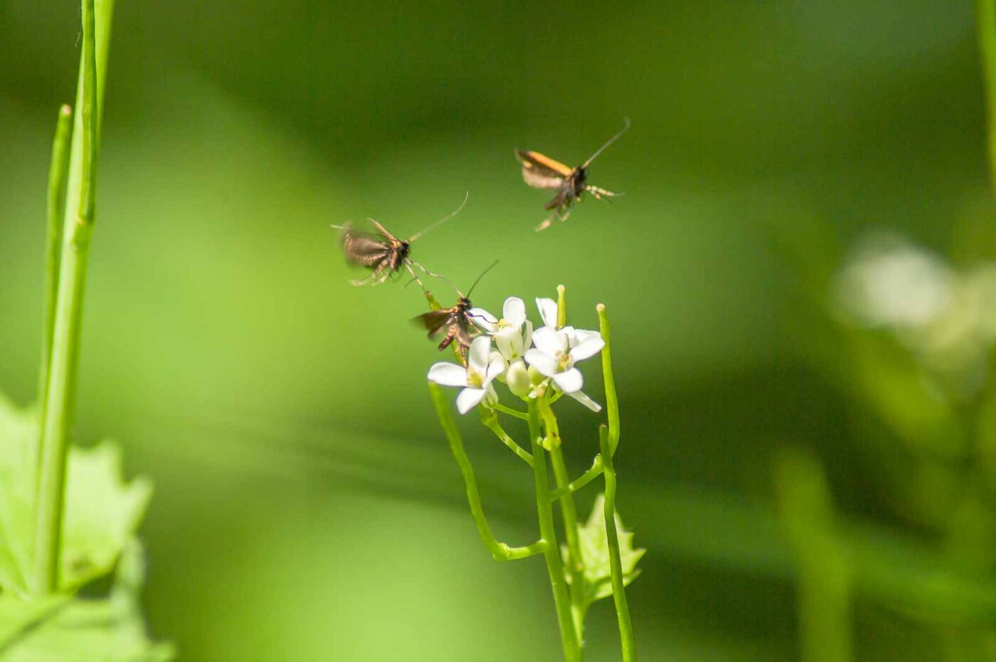 2017-05-16 - NSG Brandheide Recklinghausen