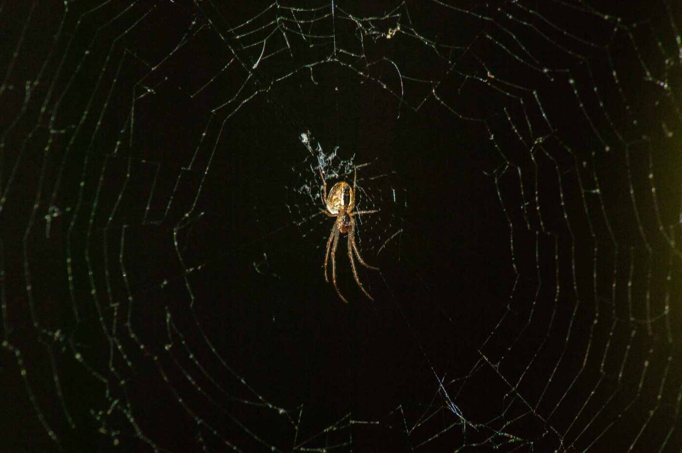 2017-05-16 - NSG Brandheide Recklinghausen