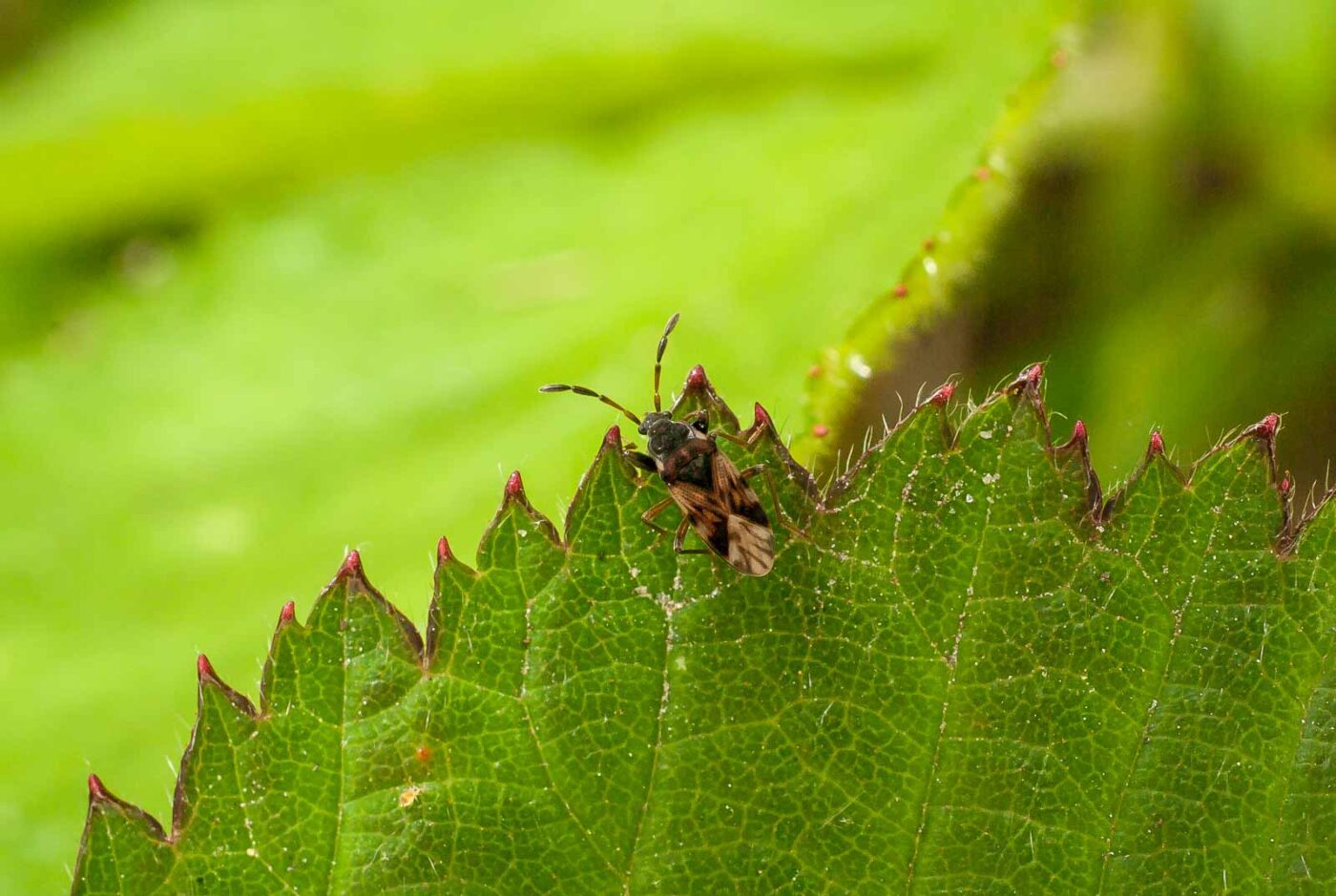 2017-05-16 - NSG Brandheide Recklinghausen