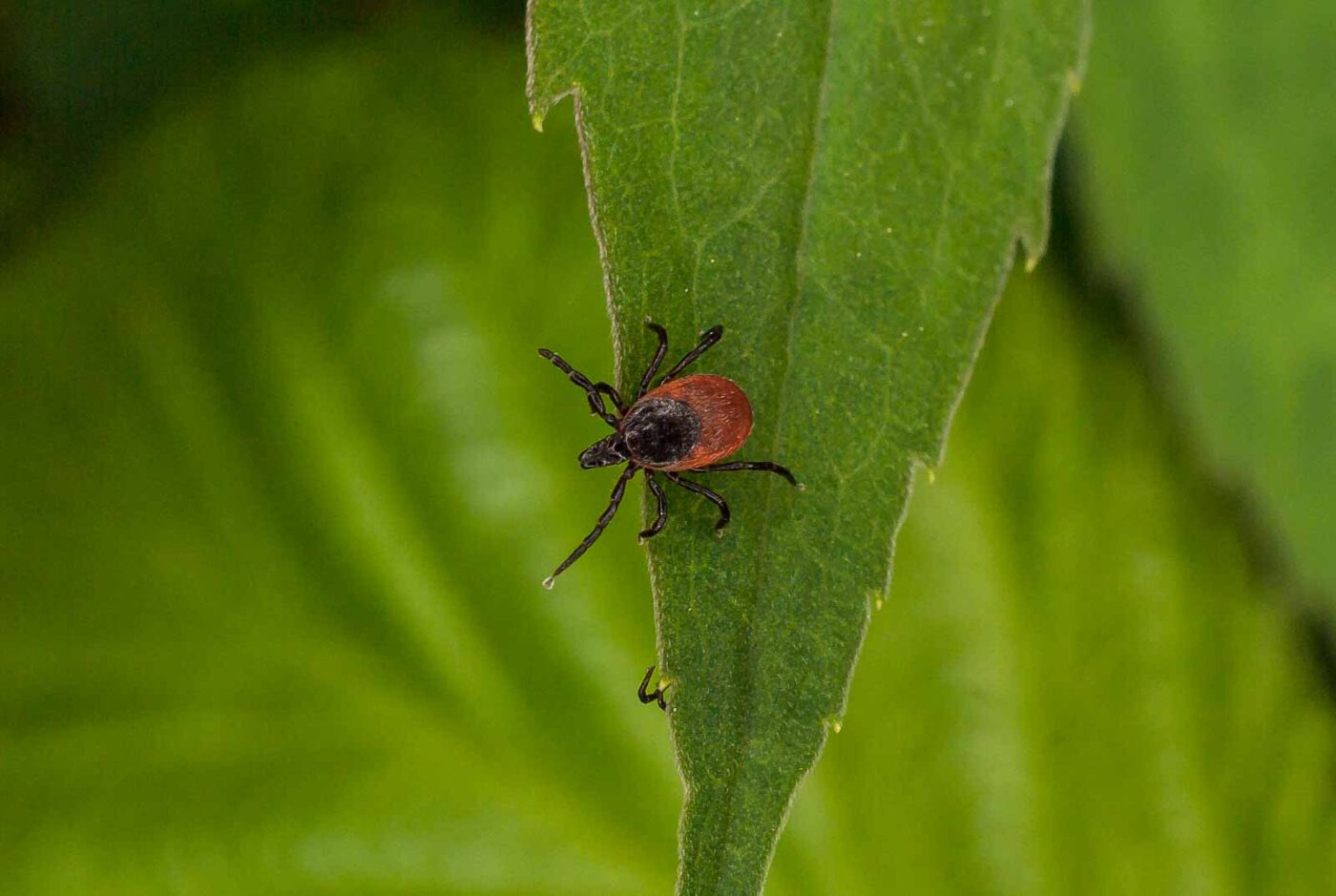 2017-05-16 - NSG Brandheide Recklinghausen