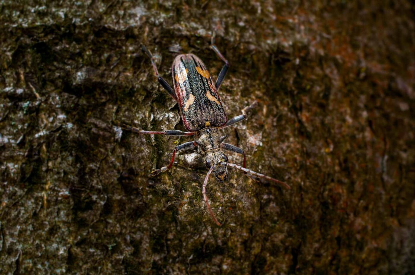 2017-05-16 - NSG Brandheide Recklinghausen