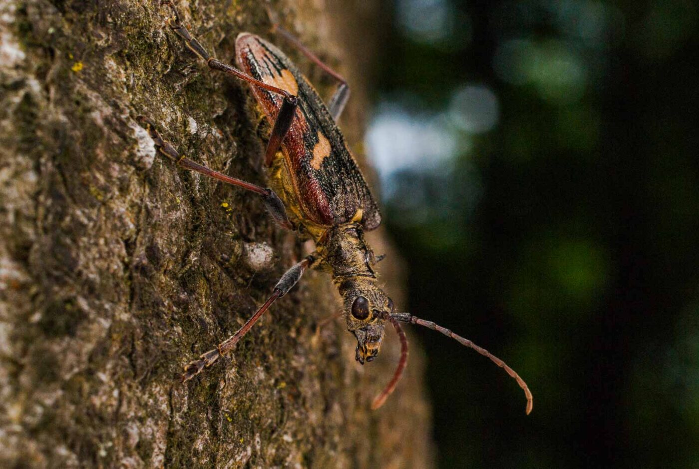 2017-05-16 - NSG Brandheide Recklinghausen