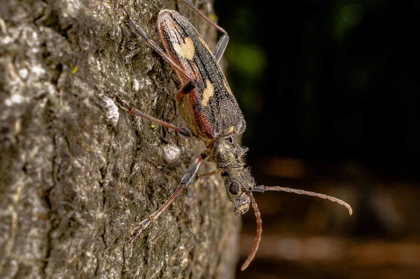 2017-05-16 - NSG Brandheide Recklinghausen