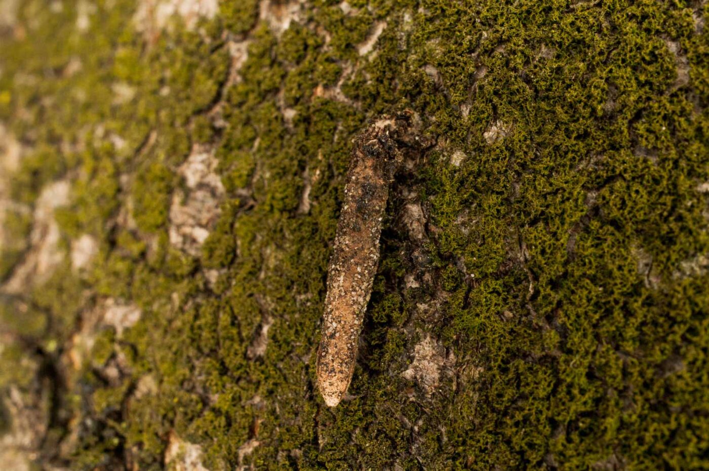 2017-05-16 - NSG Brandheide Recklinghausen