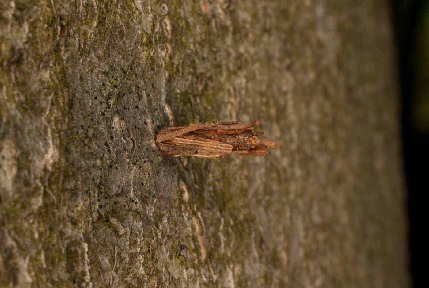 2017-05-16 - NSG Brandheide Recklinghausen