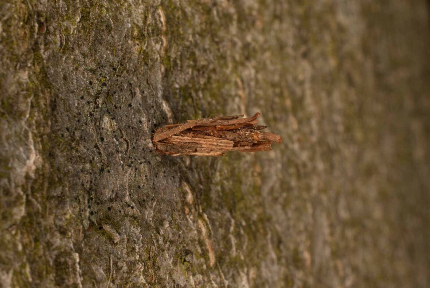 2017-05-16 - NSG Brandheide Recklinghausen