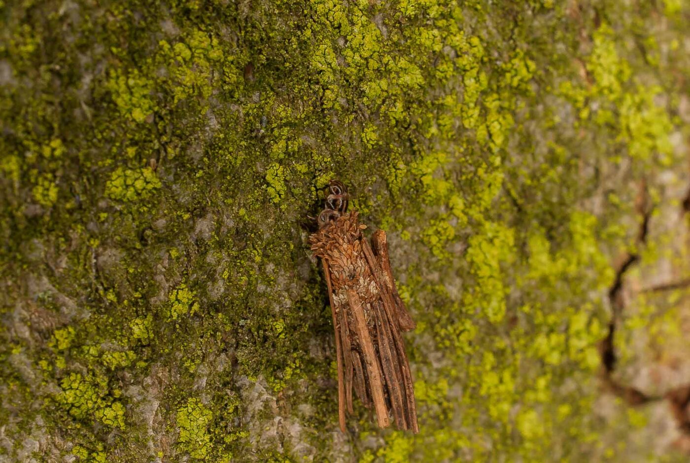 2017-05-16 - NSG Brandheide Recklinghausen