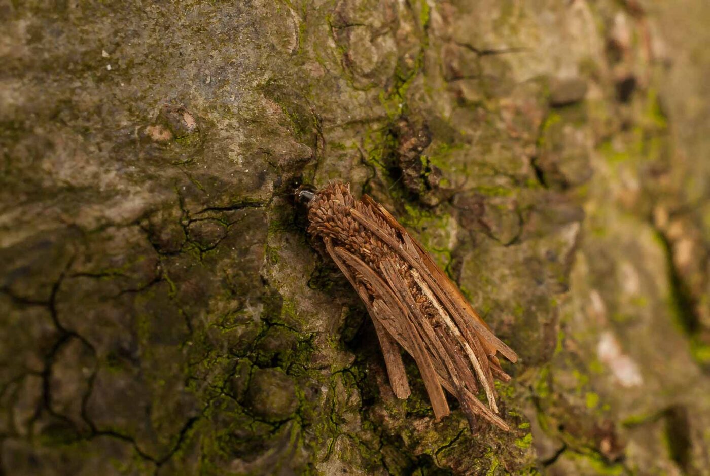 2017-05-16 - NSG Brandheide Recklinghausen