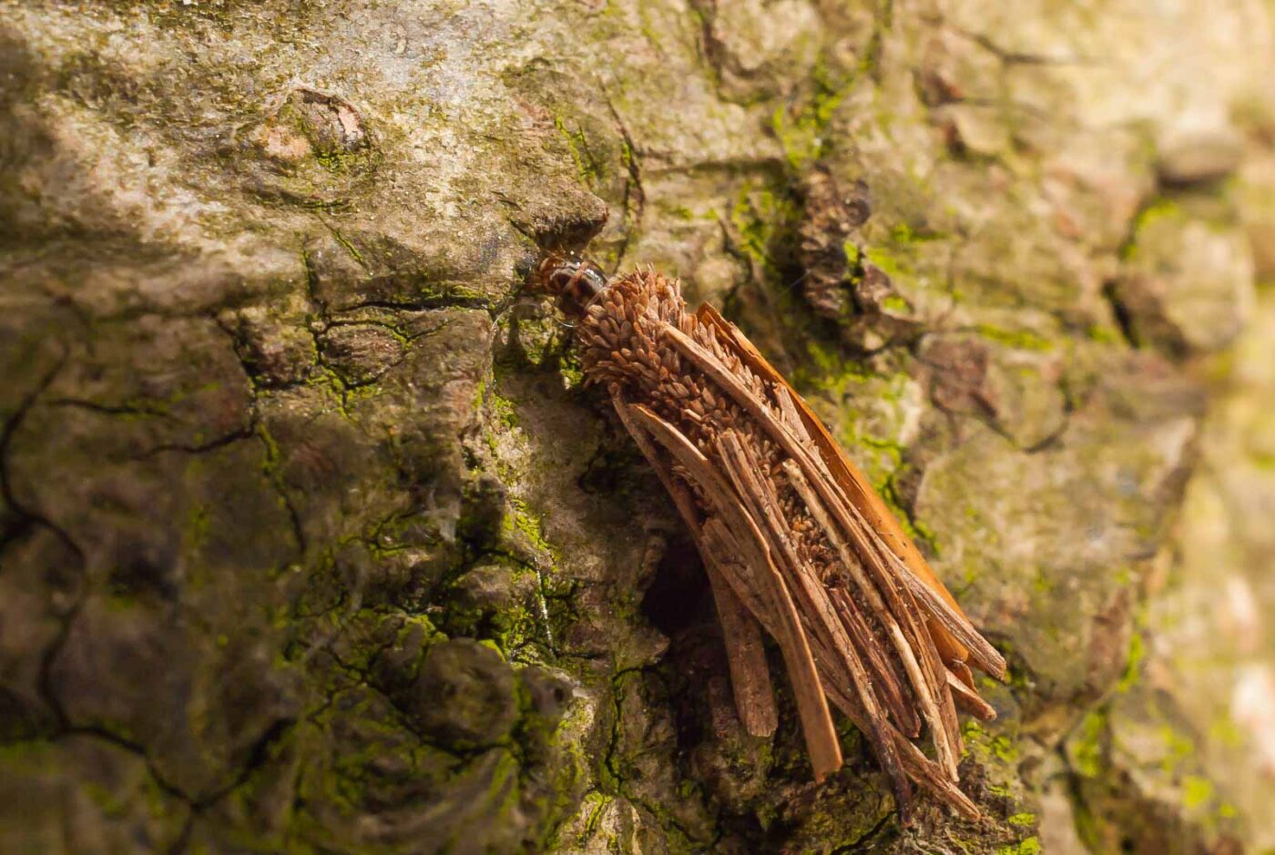 2017-05-16 - NSG Brandheide Recklinghausen