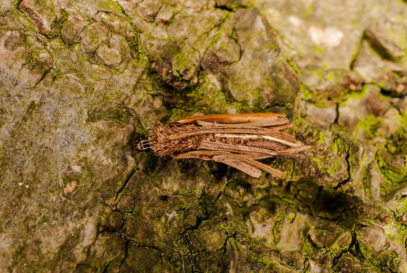 2017-05-16 - NSG Brandheide Recklinghausen