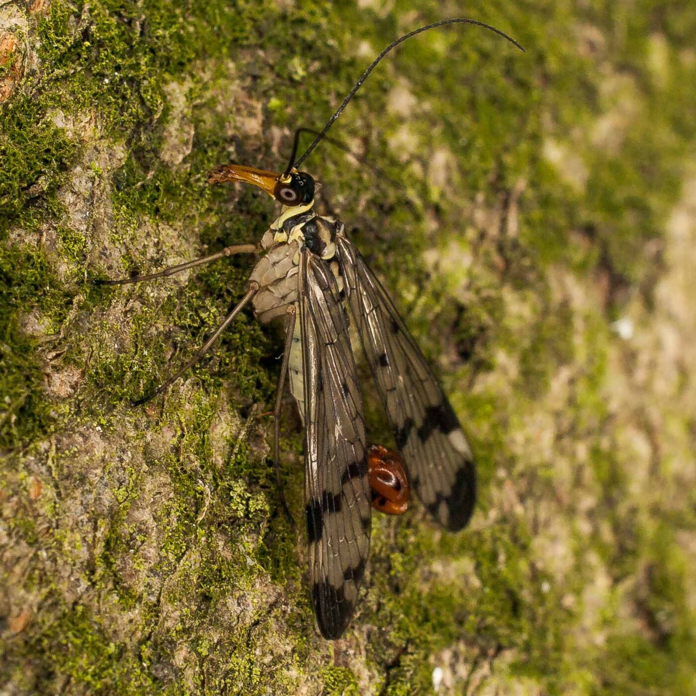 2017-05-16 - NSG Brandheide Recklinghausen