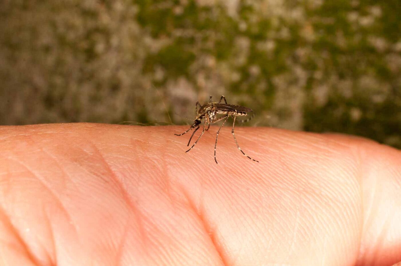 2017-05-16 - NSG Brandheide Recklinghausen