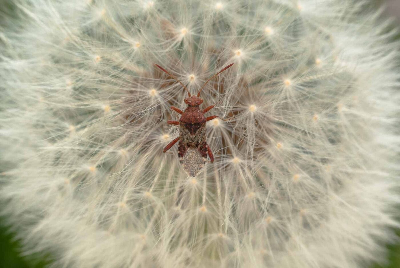 2017-05-16 - NSG Brandheide Recklinghausen