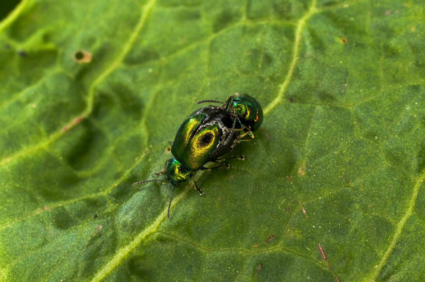 2017-05-16 - NSG Brandheide Recklinghausen
