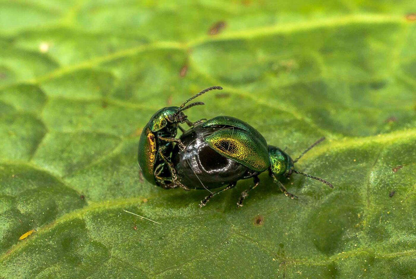 2017-05-16 - NSG Brandheide Recklinghausen