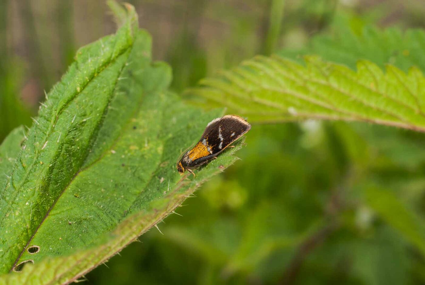 2017-05-16 - NSG Brandheide Recklinghausen